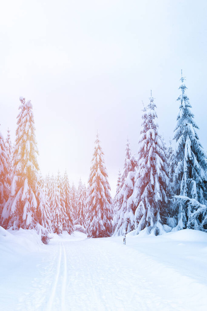 Χειμερινό τοπίο στα βουνά, δέντρα καλυμμένα με χιόνι σε μονοπάτι πεζοπορίας. Το μονοπάτι πεζοπορίας συνδέεται με το μονοπάτι σκι cross-country. - Φωτογραφία, εικόνα