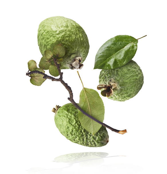 Fresh raw feijoa with green leaves falling in the air isolated on white background. Food levitation or zero gravity conception. High resolution image - 写真・画像