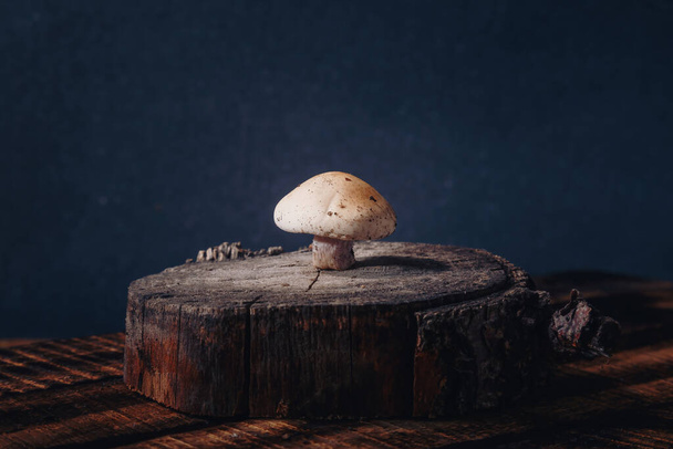 Cut tricholoma mushroom standing on cut tree stand, wooden background. Beautiful fresh raw forest mushroom close up shot, copy space - Photo, Image
