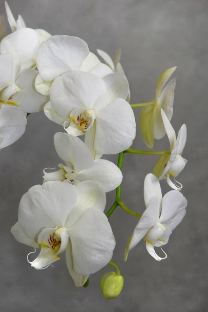 bílá orchidej květiny na šedém pozadí - Fotografie, Obrázek