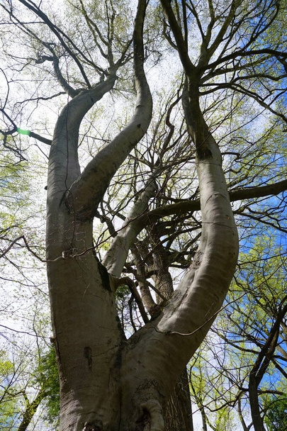 Az amerikai bükkfa egyedi kérgének és ágainak alsó nézete - Fotó, kép