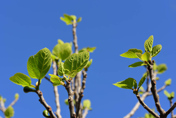 Lots of twigs and young fig leaves on the fig tree with the branches in the background and against a blue sky - Photo, Image