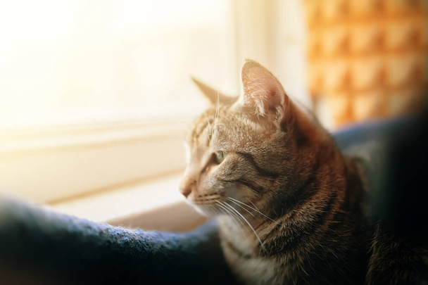 Табби-кот смотрит в окно. - Фото, изображение