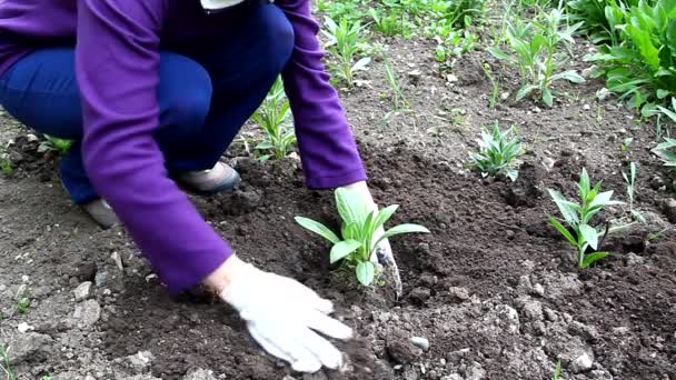 Frau pflanzt Blumen im Garten im Garten - Filmmaterial, Video