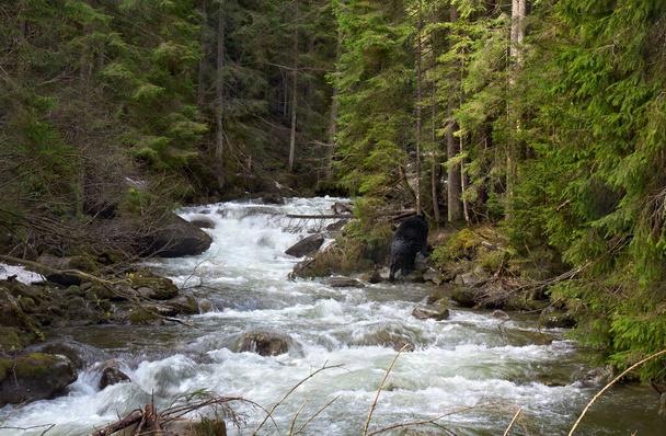 Пейзаж с горной рекой в еловом лесу с ранней весной. Медведь выходит из воды к берегу - Фото, изображение