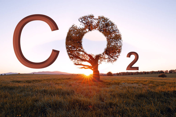 Drzewo jako ikona CO2. Tło wolne od słońca. Natura Chroni. Zmniejszam CO2. Ochrona środowiska naturalnego. - Zdjęcie, obraz