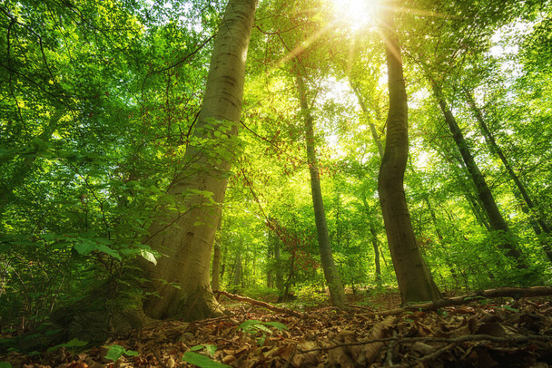 Nádherné slunce v zeleném lese - Fotografie, Obrázek
