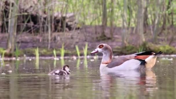 Egyptian goose family with little fledglings and father duck and mother goose show guarded exploration of young biddies on a lake with parental care and parental protection with brothers and sisters - Imágenes, Vídeo