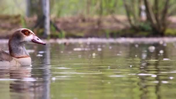 Egyptian goose family with little fledglings and father duck and mother goose show guarded exploration of young biddies on a lake with parental care and parental protection with brothers and sisters - Záběry, video