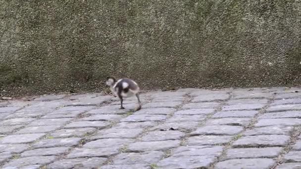 Egyptian goose family with little fledglings and father duck and mother goose show guarded exploration of young biddies in a park with parental care and parental protection with brothers and sisters - Záběry, video