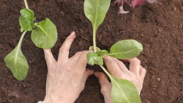 Mulher agricultor mãos plantar acelga vegetal no solo jardim agricultura cultivo orgânico - Filmagem, Vídeo