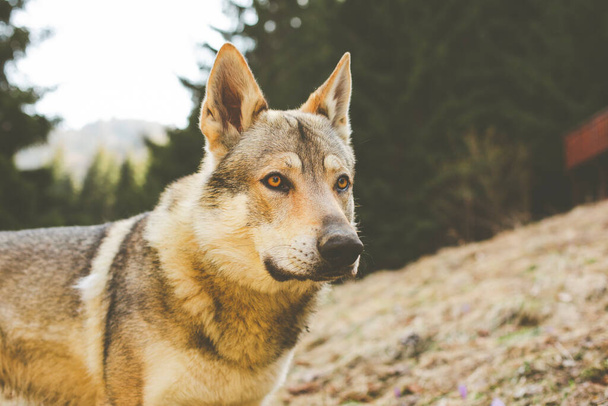 Portrait of czechoslovakian wolfdog on the meadow. - Photo, Image