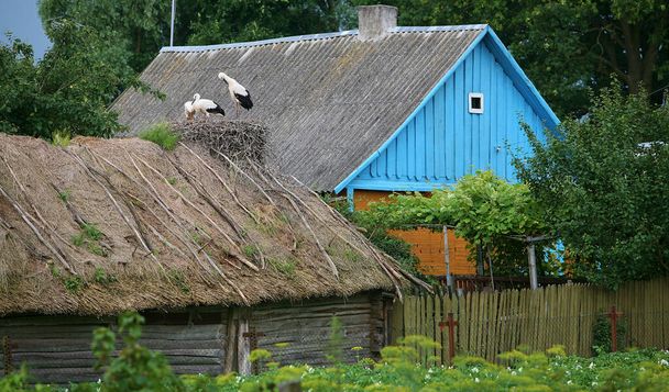 Europa del Este, República de Belarús, pueblo de Kachanovichi, distrito de Pinsk, región de Brest. Casas antiguas con techos de paja. Nido con cigüeñas. - Foto, imagen