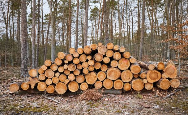 Tronchi di pino abbattuti in una foresta. - Foto, immagini