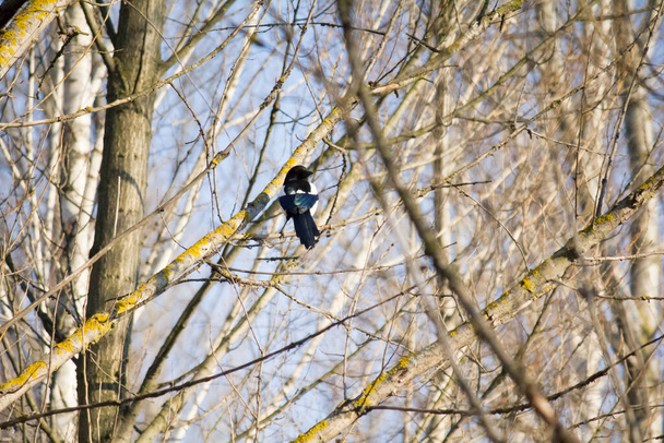 Magpie on a tree in early spring - Photo, Image
