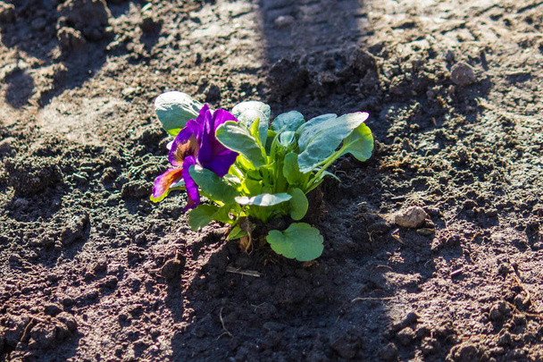 Violets in early spring on gray ground - Photo, Image