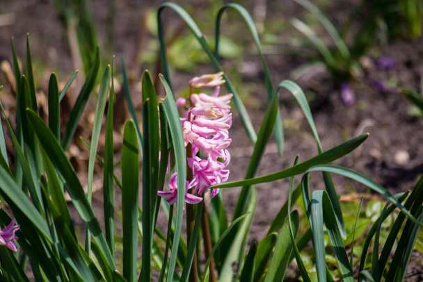 Roze hyacinten in de tuin. Hyacinthus. - Foto, afbeelding