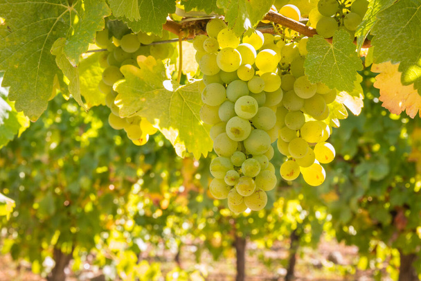 Крупный план спелого винограда Шардоне, висящего на винограднике во время сбора урожая с размытым фоном и копировальным пространством - Фото, изображение