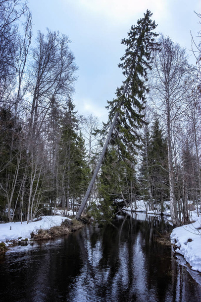 ель изгиб над лесным ручьем, северный скандинавия, зима - Фото, изображение