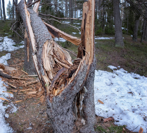 北部スカンディナヴィアの森にある壊れたトウヒの木の終わり - 写真・画像