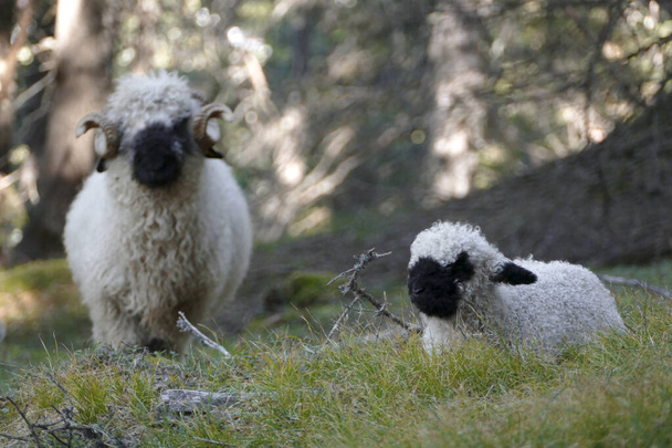 Herd of Valais πρόβατα με μαύρη μύτη σε ένα λιβάδι, Αυστρία - Φωτογραφία, εικόνα