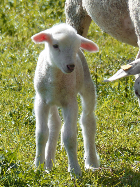 Cordeiro de ovelha de montanha (Ovis aries) em trilha de montanha - Foto, Imagem