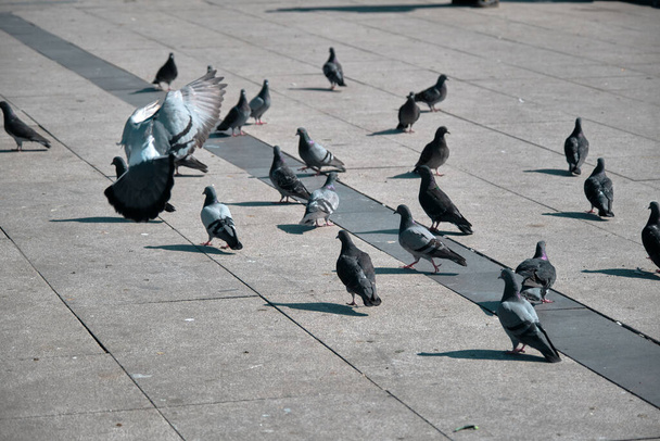 Beton zeminde güvercin ve güvercin grupları. Kadıköy sahiline iniş ve uçuş. - Fotoğraf, Görsel