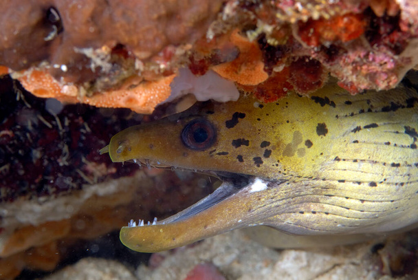 A spot face moray coming out of its lair - Foto, immagini