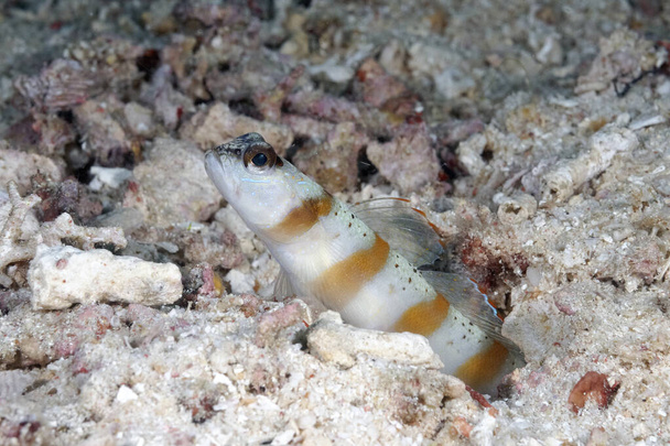 A picture of a diagonal shrimp goby in the sand - Photo, Image