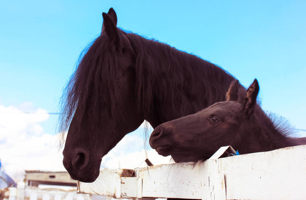 Siyah bir kuzgun, anne bir atla birlikte çayırda, yarış pistinde mavi gökyüzüne karşı.  - Fotoğraf, Görsel