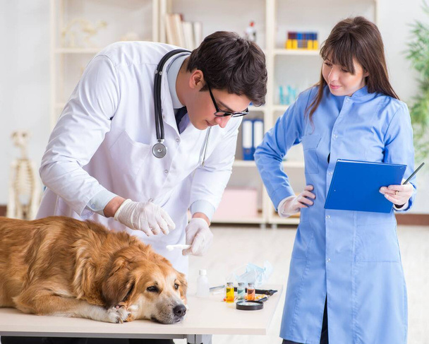 Lekarz i asystent sprawdzający psa golden retriever in vet cli - Zdjęcie, obraz