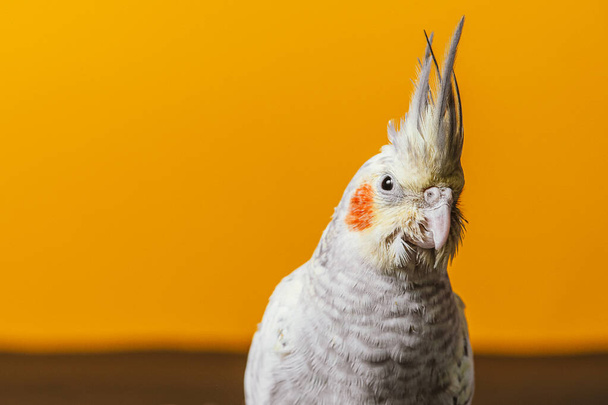 Cockatiel (Nymphicus hollandicus), also known as the weero/weiro or quarrion, is a medium-sized parrot that is a member of its own branch of the cockatoo family endemic to Australia.  - Photo, Image