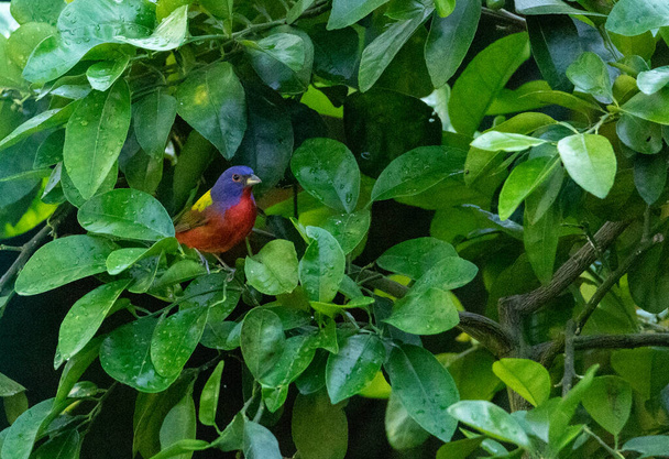 Sedí na rubínově červeném grapefruitovém stromě, pestrobarevný samec malovaný pták pasáckým cirkusem hledá brouky v Neapoli na Floridě - Fotografie, Obrázek
