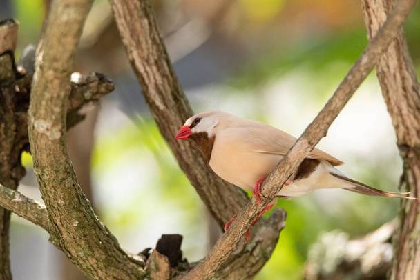 Pájaro pinzón de cola larga Poephila acuticauda se posa en un árbol en Australia. - Foto, Imagen