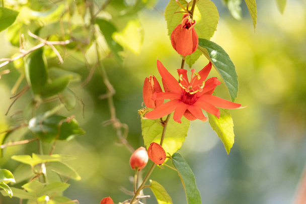 Laranja vermelho colorido Paixão Flor Piresii conhecido como Passiflora piresii cresce em uma videira e é um híbrido Passiflora. - Foto, Imagem