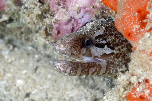 A barredfin moray coming out of its lair - Foto, Imagem