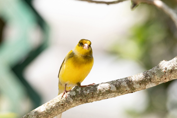 Oiseau canari de l'Atlantique mâle jaune vif Serinus canaria se trouve sur les îles Canaries. - Photo, image