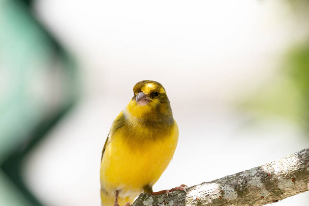 Bright yellow male Atlantic Canary bird Serinus canaria is found on the Canary Islands. - Photo, Image