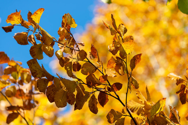 foglie autunnali, autunno stagione flora - Foto, immagini