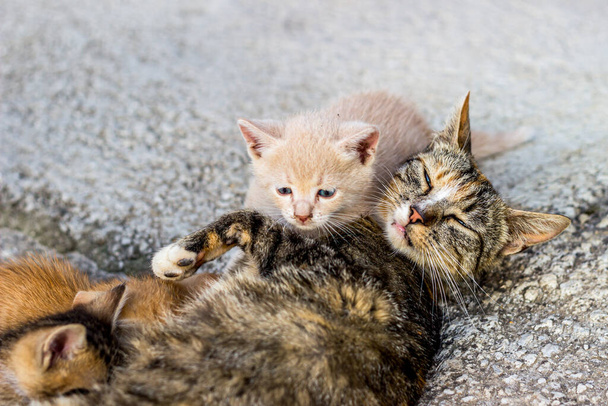 Lote de lindos gatitos amamantando de madre gato - Foto, imagen