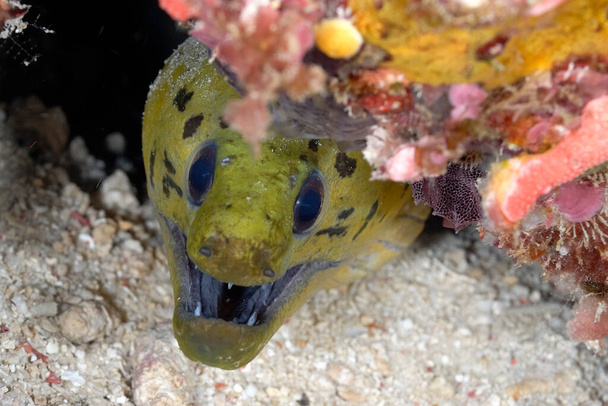 A spot face moray coming out of its lair - Φωτογραφία, εικόνα