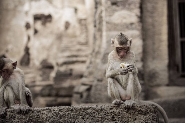 Μωρό μαϊμού στο κτίριο σε ένα πάρκο. - Φωτογραφία, εικόνα