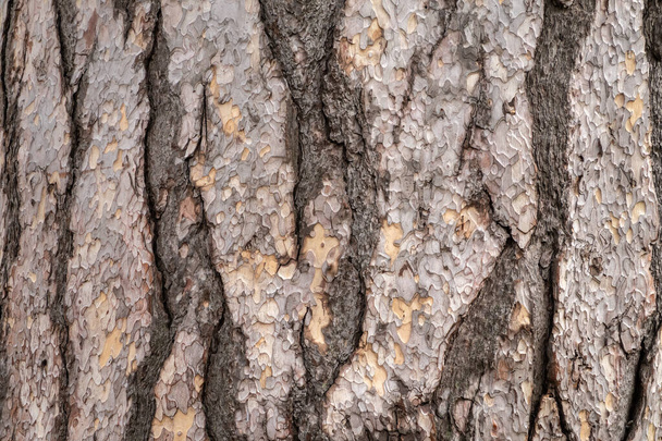 Bark texture and background of a old fir tree trunk. Detailed bark texture. Natural background - 写真・画像