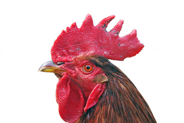 Cock - Photo, Image