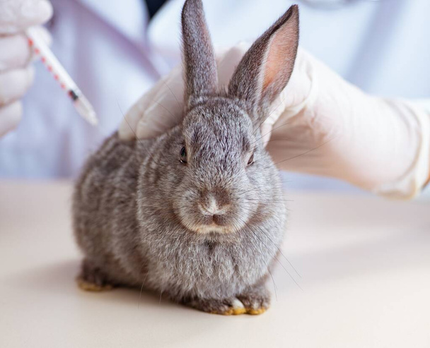 Ветеринар проверяет кролика в своей клинике - Фото, изображение