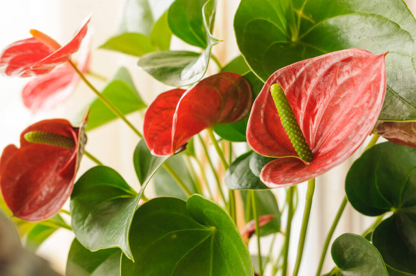 Blooming anthurium indoors. Blurred foreground and background with selective focus. Greeting card with copy space for text - Photo, Image