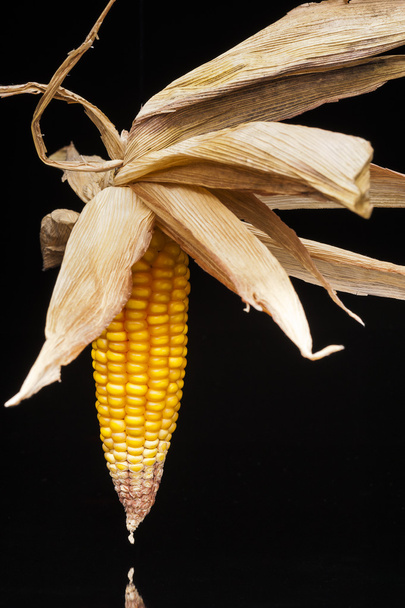 Corn, cob, yellow, decoration, still life, elegance - Фото, изображение