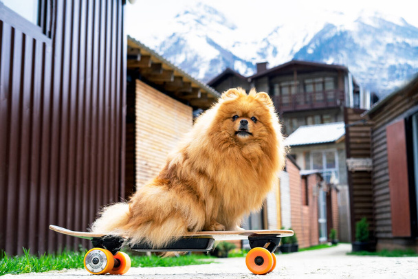 A funny dog, a Pomeranian spitz, sits on a skateboard, against a background of mountains, Pet on vacation. Animal outside, outdoors - Fotó, kép