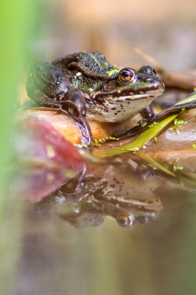 Big green toad or green frog with water reflection warming up in sun as amphibian water animal in the wetlands with camouflage in biotope croaking in a lake or pond swimming as wild aquatic species - Photo, Image