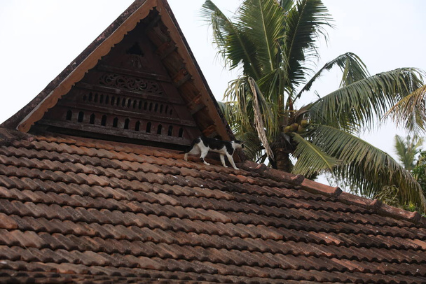 Turistické umístění Munnar Kerala Indie - Fotografie, Obrázek